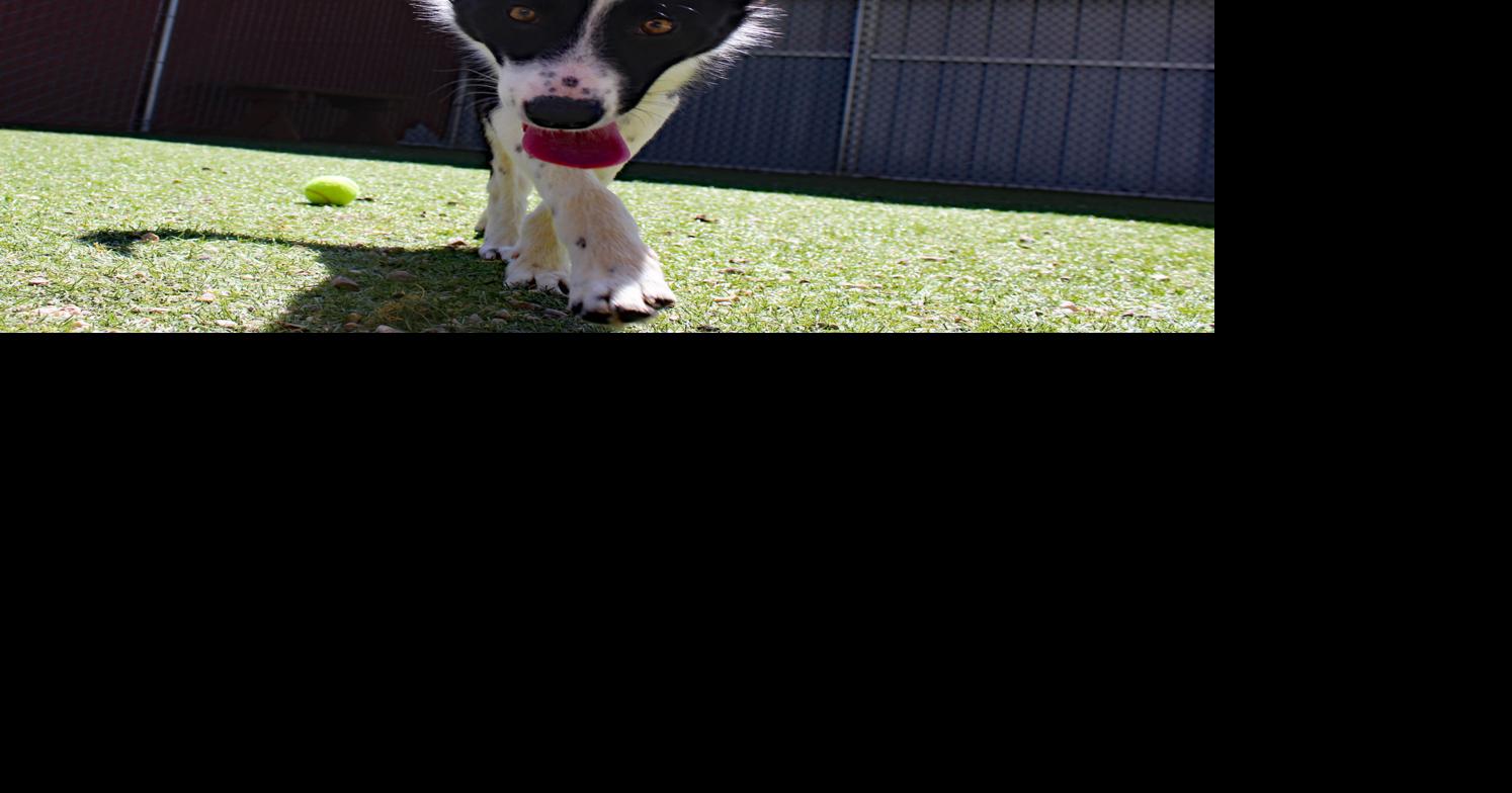 Friends of the Pocatello Animal Shelter adds more awnings to shelter