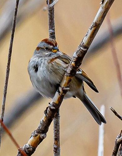 American tree sparrow by Ken Miracle.jpg
