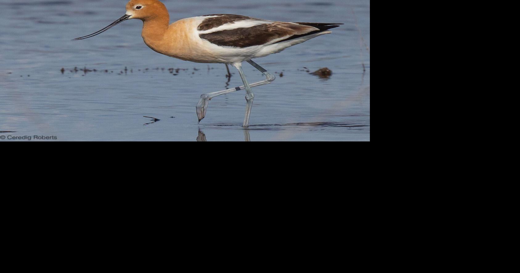 Where 'our' birds spend the winter – Part III
