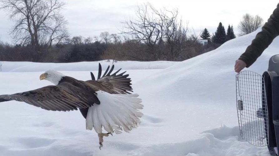 eagle