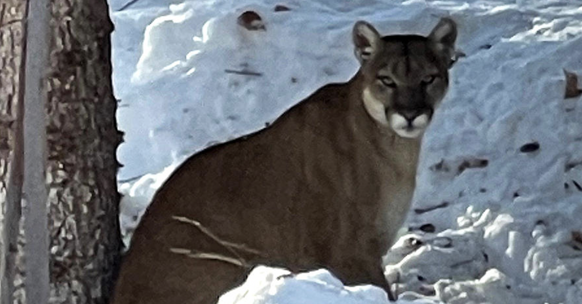 Fish and Game Mountain lion kills dog in homeowners yard and unusual daylight sightings of the big cats reported in neighborhoods Freeaccess idahostatejournal image