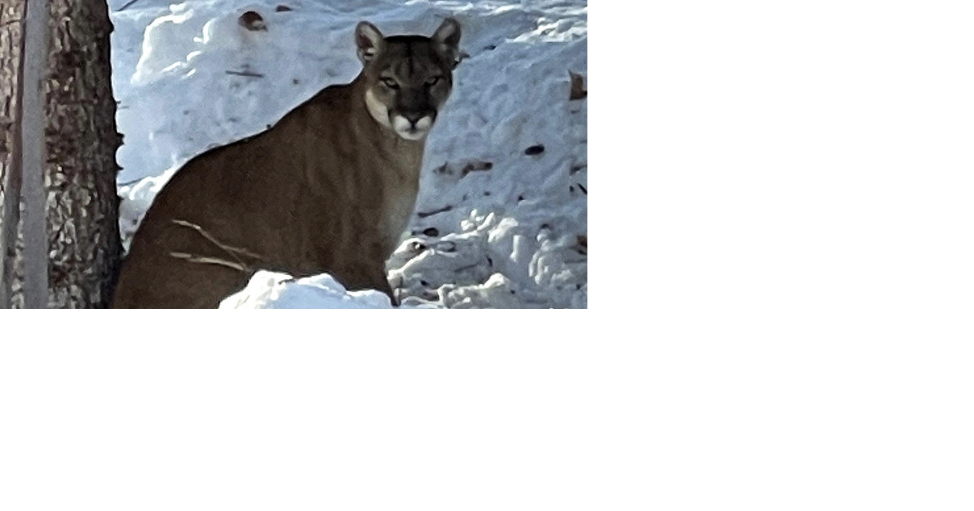 Mountain Lions in New Jersey - AZ Animals