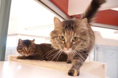cats