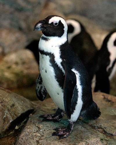 Zoo penguin