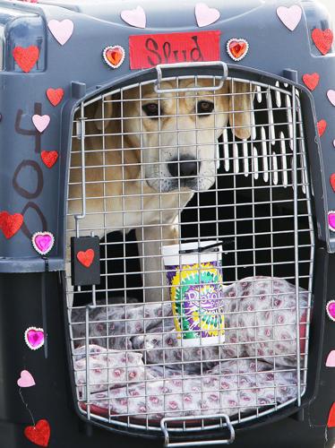 Shelter Dog Airlift