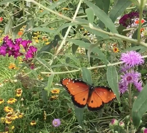 Butterfly Haven 3