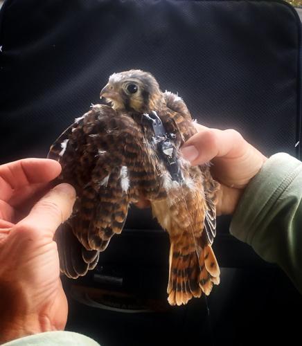25-day-old kestrel fitted with Motus tag