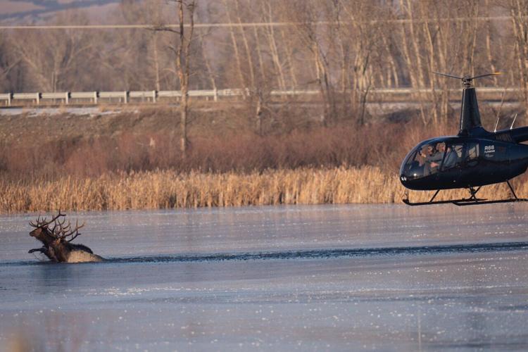Elk in frozen pond