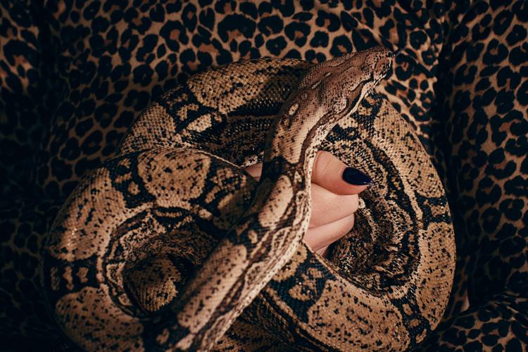Photos show snakes auditioning for a role at New York’s Metropolitan Opera