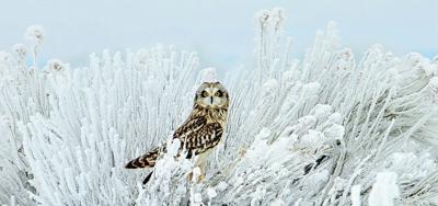 short-eared owl