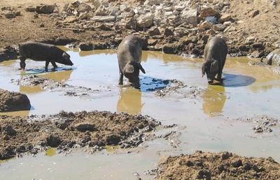 Feral pigs