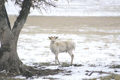 IDDeerFarm
