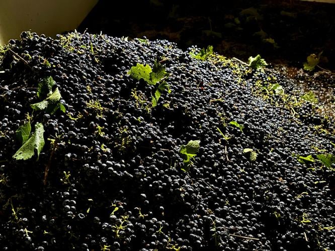 Wine Grape Glut