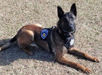 K9 Drax
