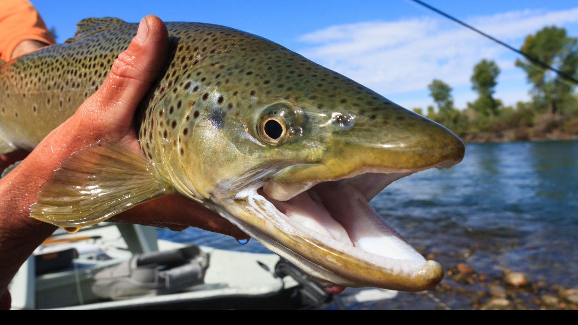 5 Best Places To Go Fishing In Southeast Idaho In 2017 Xtreme Idaho Idahostatejournal Com