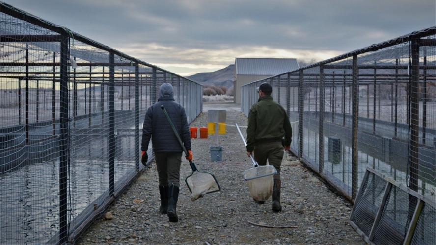 Trout raceways at Hayspur Fish Hatchery_2307.jfif