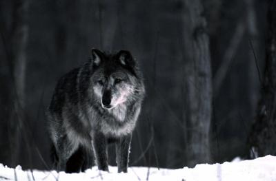 Wolf