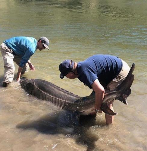 Idaho Biologists Catch and Release Three 500-Pound Sturgeon