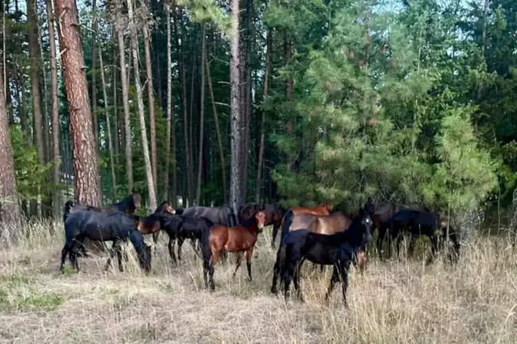 Horse neglect
