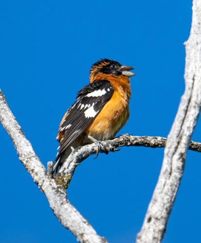 black-headed grosbeak by Terry Rich.jpg