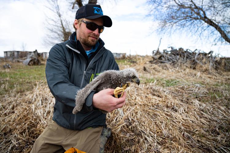 Eaglet rescue