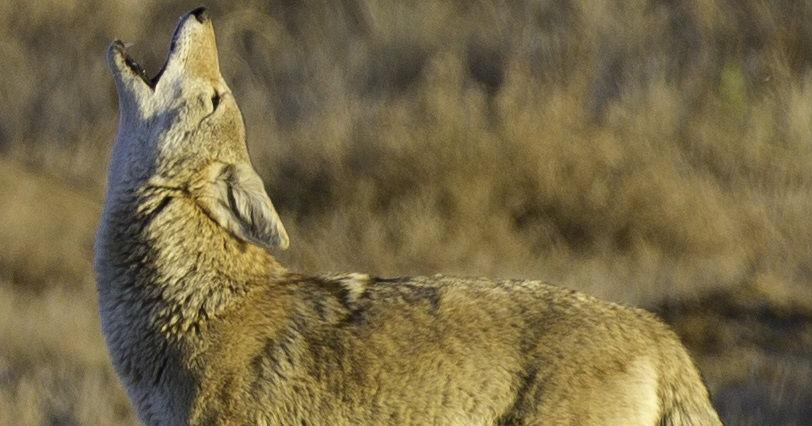 Idaho Fish and Game warns residents to use caution and protect pets after coyotes kill dog outside home