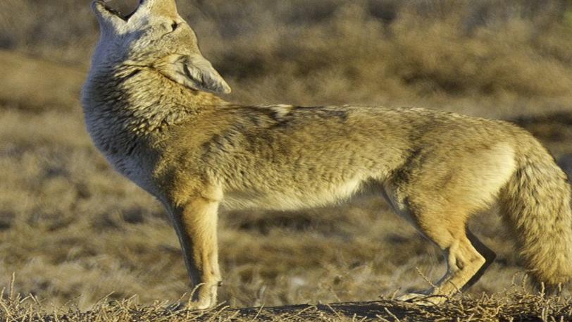 New Jersey Fish & Wildlife - Have you seen a coyote? The coyote