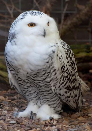 snowy owl by Neil McIntosh.jpg