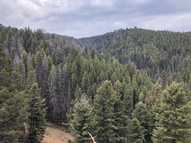 CaribouTarghee National Forest to start selling firewood permits
