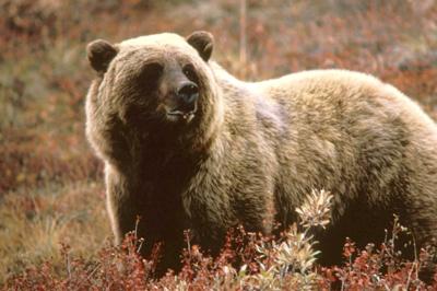 Grizzly Bear
