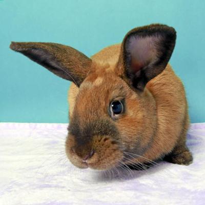 rabbit