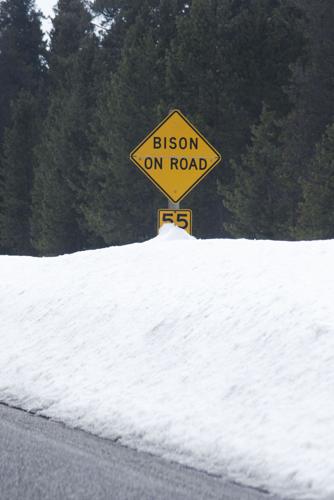 Wildlife crossing