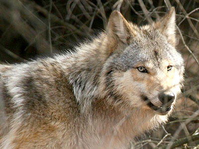 WOLF DNR