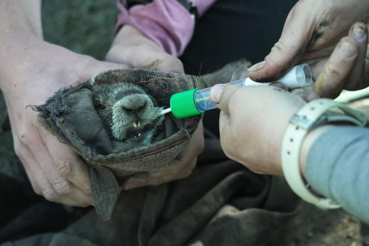 Marmots Climate Research