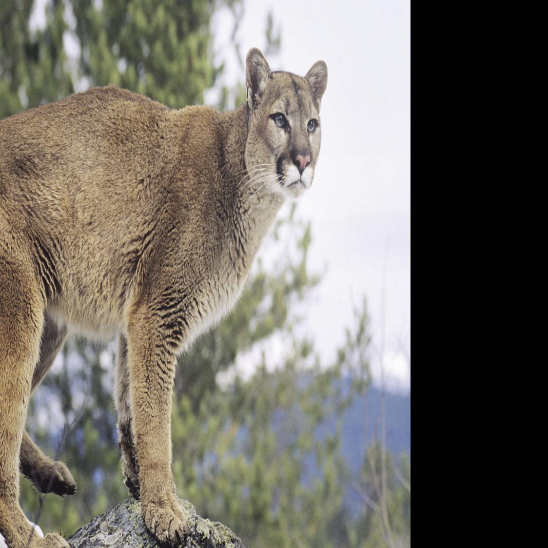 Three Montana Men Sentenced For Illegal Mountain Lion Hunt In