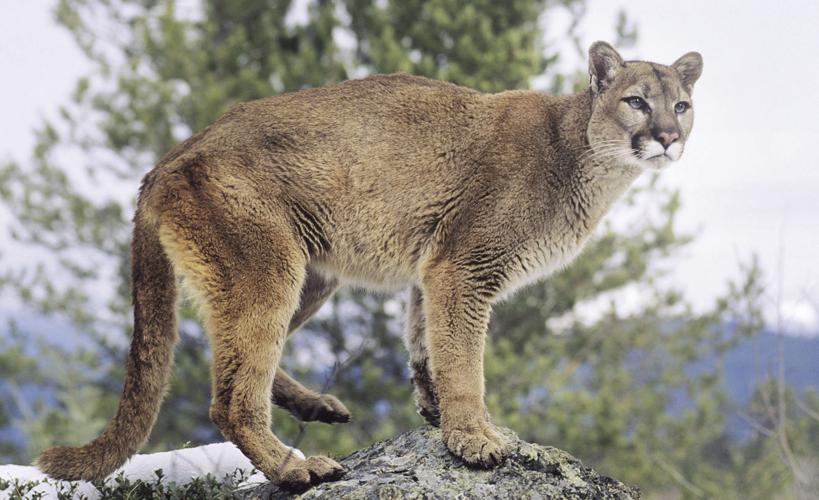 mountain lion