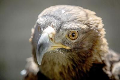 Golden Eagle Dies From Lead Poisoning In Yellowstone
