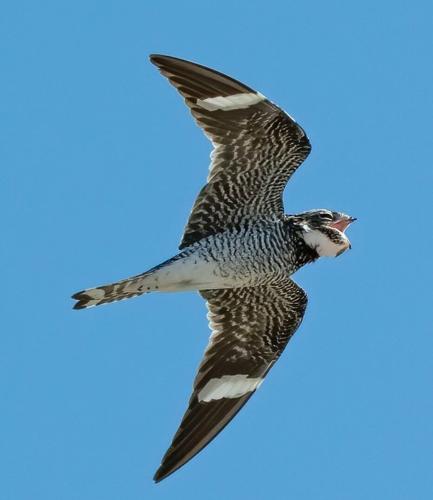 Common nighthawk
