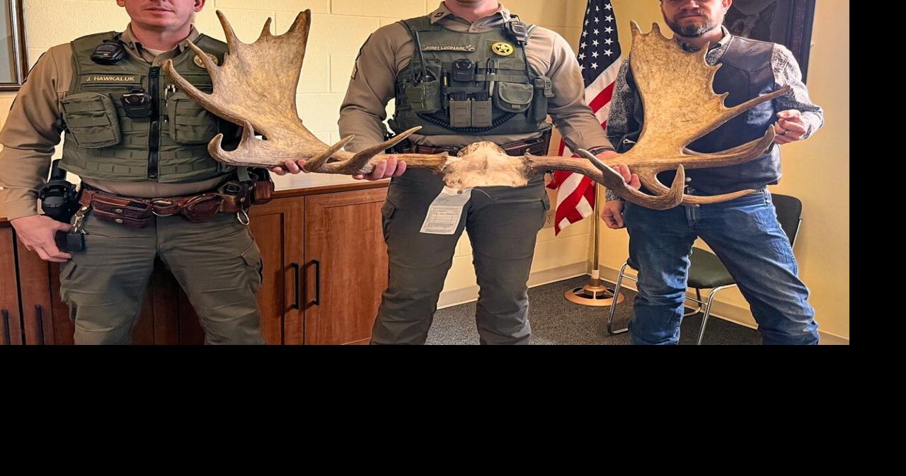 Montana man gets lifetime hunting ban for poaching trophy moose | Local ...