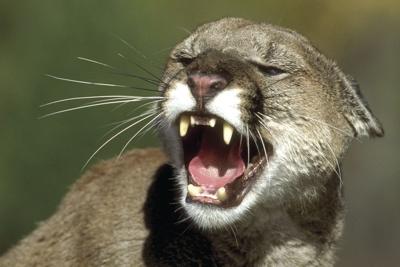 Living with mountain lions in Pocatello and Chubbuck