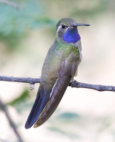 blue-throated mountain-gem by Bettina Arrigoni.jpg