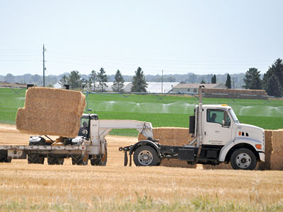 Hay crop
