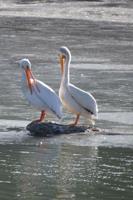 Art, photos of Barb North to highlight Thursday Audubon meeting