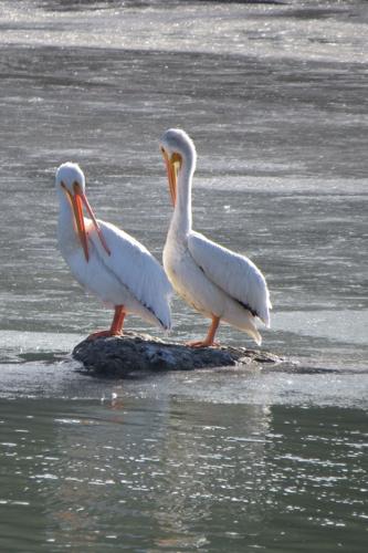 White pelicans