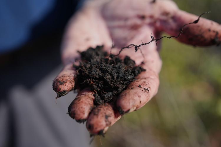 Climate Peatlands Restoration