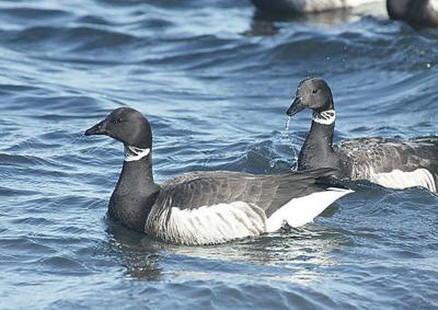 Brant