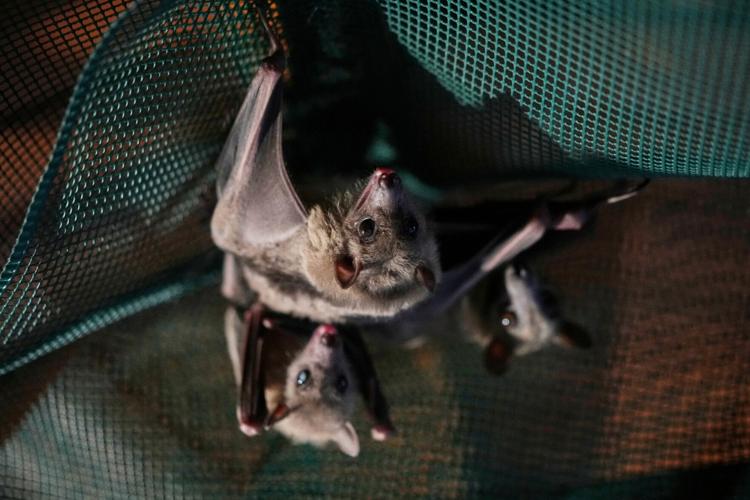 Italy Bats