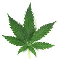 cannabis