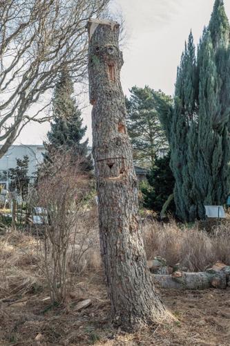 Snags - The Wildlife Tree  Washington Department of Fish & Wildlife