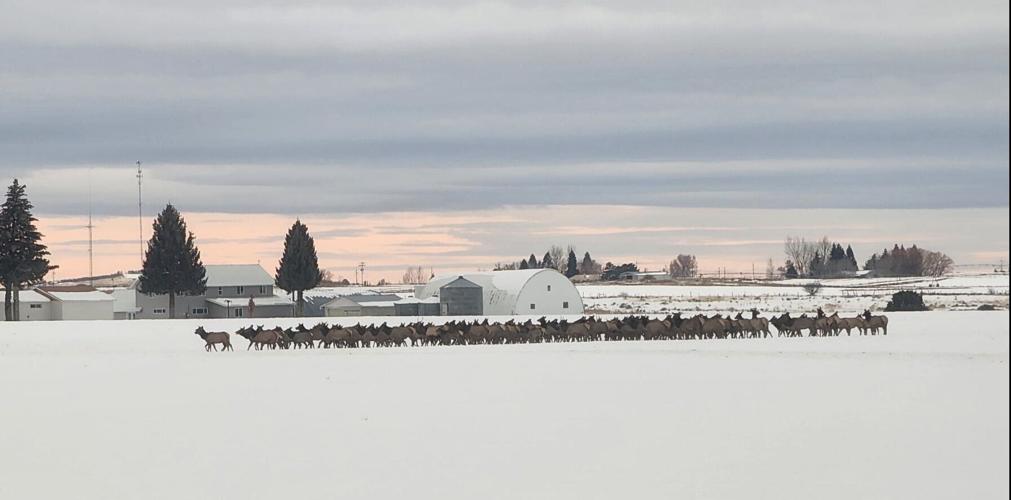 Fremont Sheriff warning travelers about elk on roadways